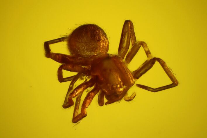 Fossil Spider (Araneae) in Baltic Amber #170041